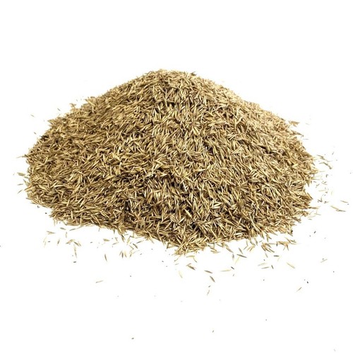 Lawn grass seed 2kg fine - seed,