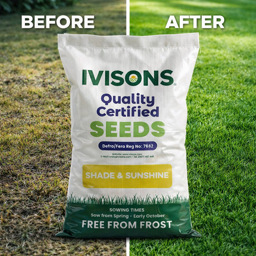 Premium shady area lawn - shady, seed