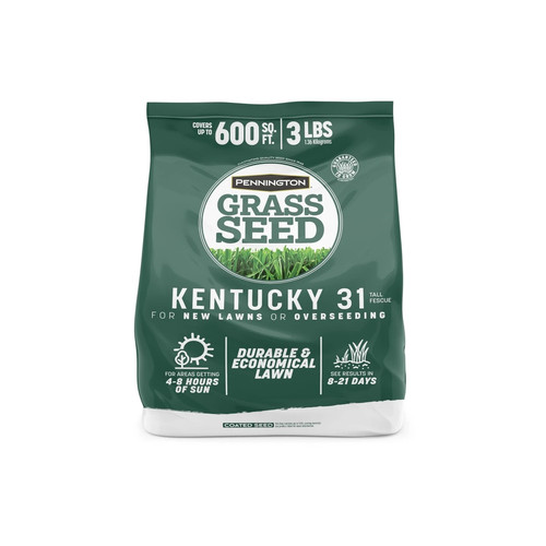 Pennington kentucky fescue - kentucky, 31