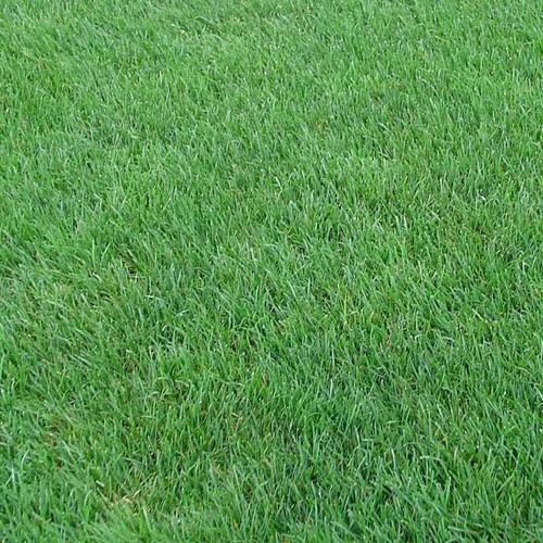 Perennial rye grass - grass, seed