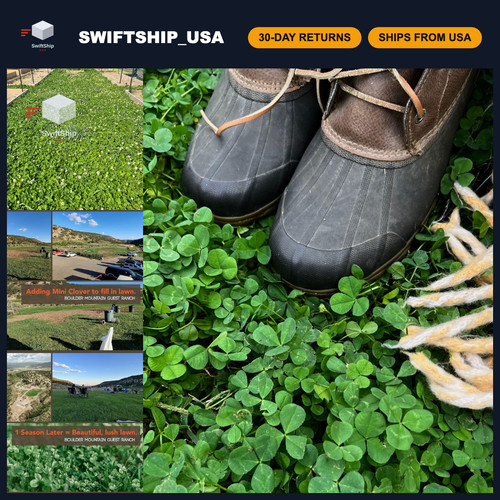 Micro clover seed - micro, lawn