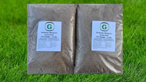 Kentucky bluegrass grass seed - grass,