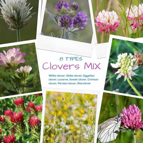 Types clover lawn - 8, grass