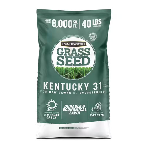 Kentucky tall fescue grass - fescue,