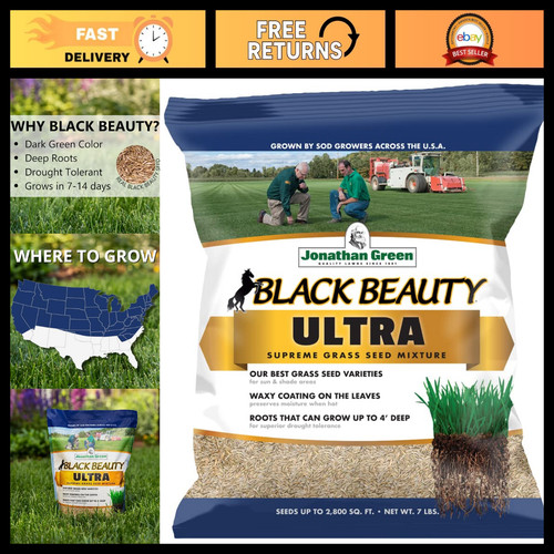 Premium black beauty - black,