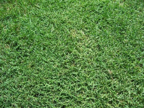 Bermuda grass seed - seed,, unhulled