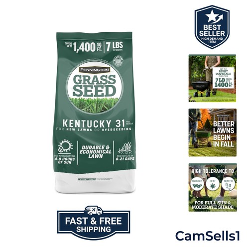 Kentucky tall fescue grass - 31,