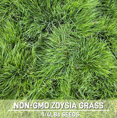 Zoysia grass seed bulk - grass,