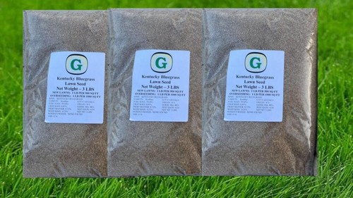 Kentucky bluegrass grass seed - kentucky,