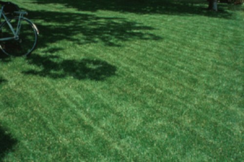 Turf type tall - turf, fescue