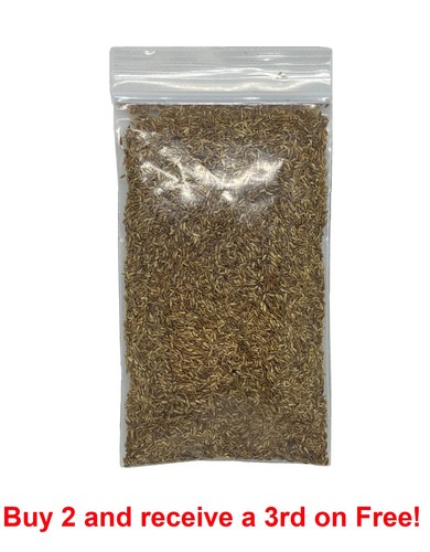Zenith zoysia 000 grass - zoysia,
