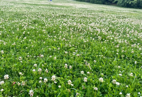 Clover white 75 grass - 25%, &