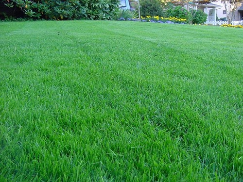 Kentucky bluegrass lawn - lawn, grass