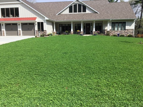 Micro clover seed organic - clover,