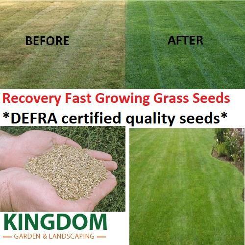 Grass seed lawn - grass, recovery