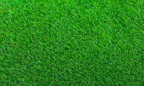 Empire zoysia grass seeds - zoysia,