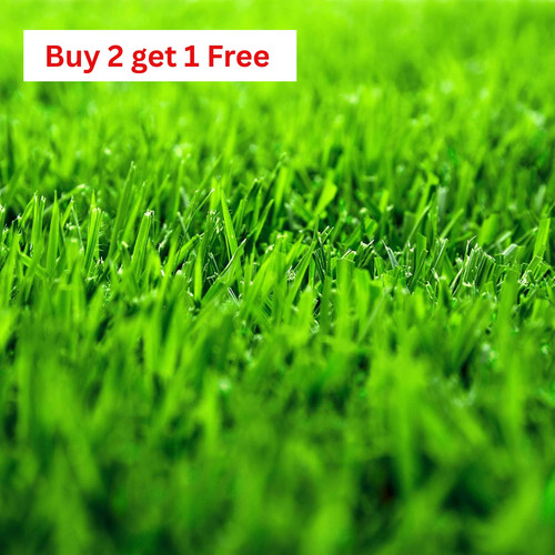 Zenith zoysia grass - (2,