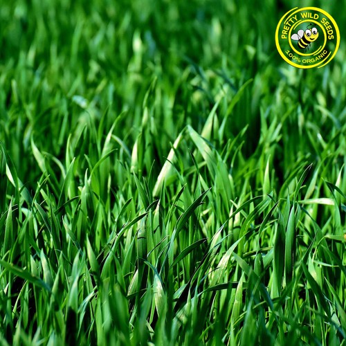 Organic grass seed - organic,