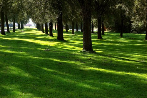 Lesco shady select grass seed - lesco,