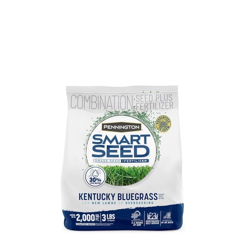 Kentucky bluegrass grass seeds - bluegrass,