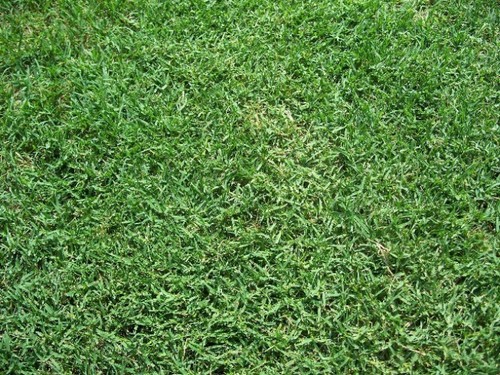 Bermuda grass seed unhulled - bermuda,