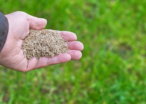 Grass seed perennial - seed,