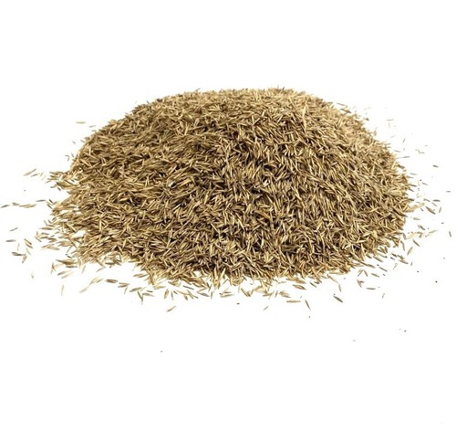 Lawn grass seed 2kg back - grass,