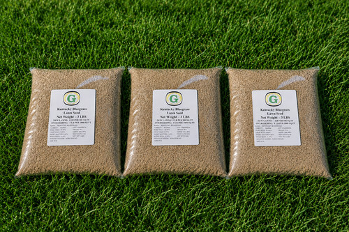 Kentucky bluegrass grass seed - kentucky,