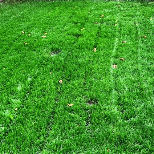 Xtreme green turf - xtreme, tall