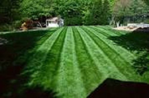 Falcon turf type fescue - falcon,