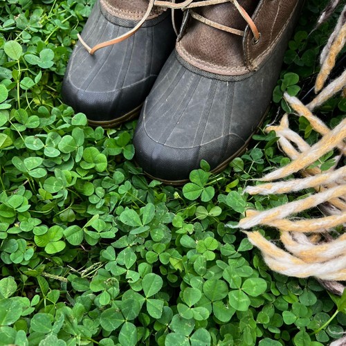 Micro clover seed for - micro,