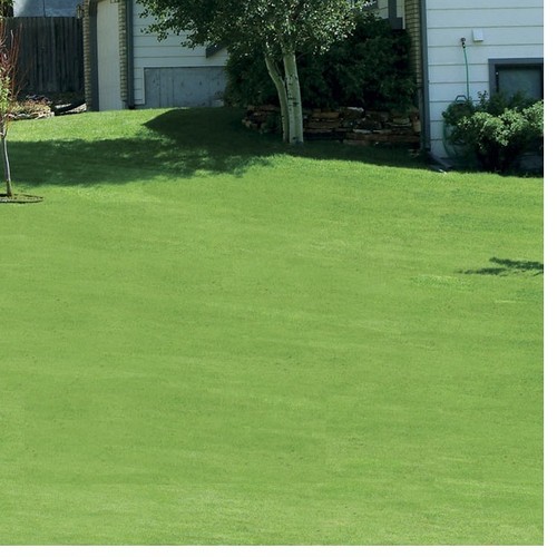 Green canada grass seed - green,