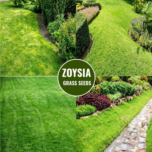 Zoysia grass seed - seed, bulk