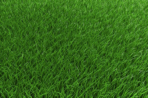 Low grow creeping - 2,