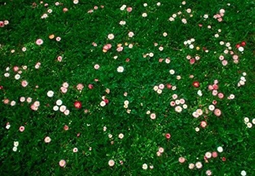 Grass daisy clover lawn - &,