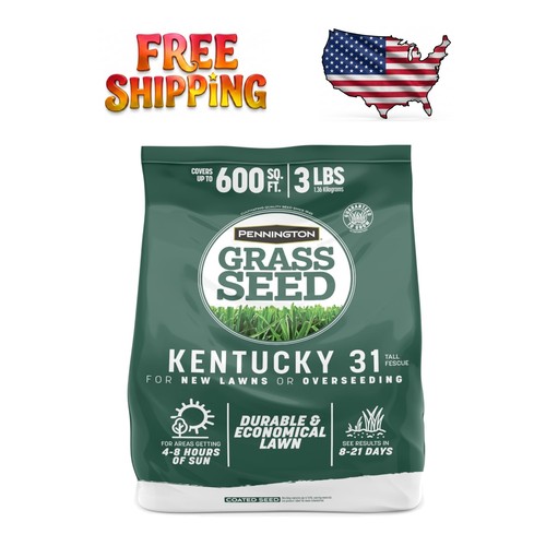 Kentucky tall fescue - 31, grass