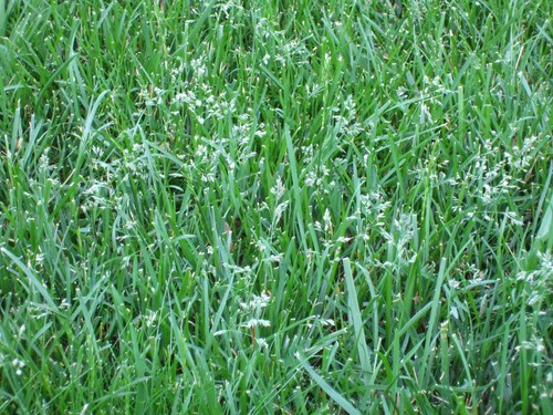 Tall fescue grass seed - fescue, lawn