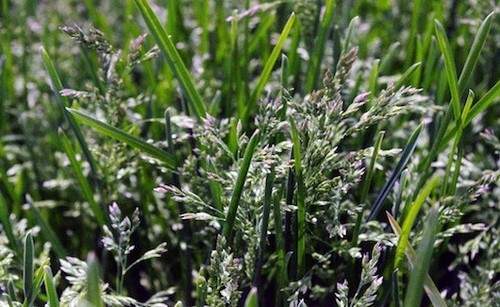 Kentucky blue grass - blue, (1
