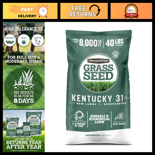 Tall fescue grass seed - seed, 40