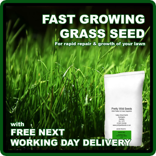 Fast growing rapid lawn - lawn, grass