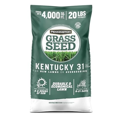 Grass seed kentucky - 31, tall
