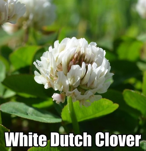 Seedranch white dutch clover - white,