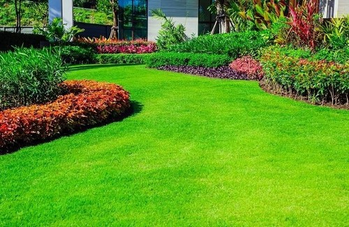 000 emerald zoysia - 🌿20,000,