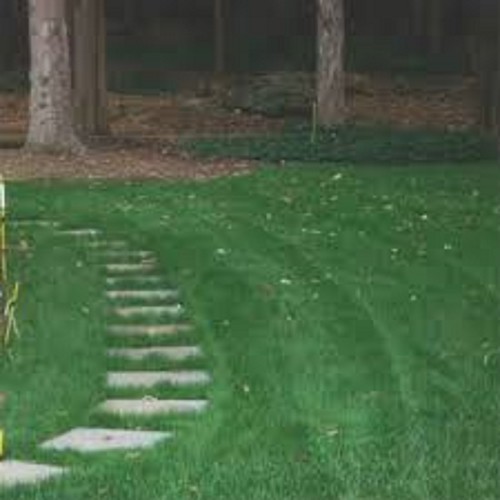 Lbs creeping red fescue - 5,
