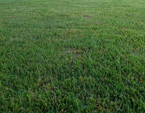 Zenith zoysia grass - zoysia,
