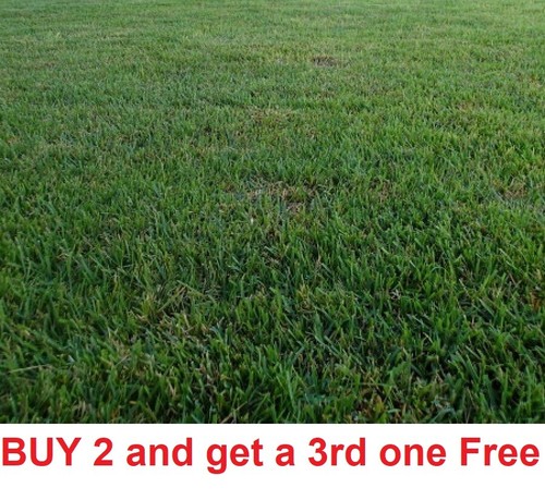 Zenith zoysia grass 1000 - grass, seeds