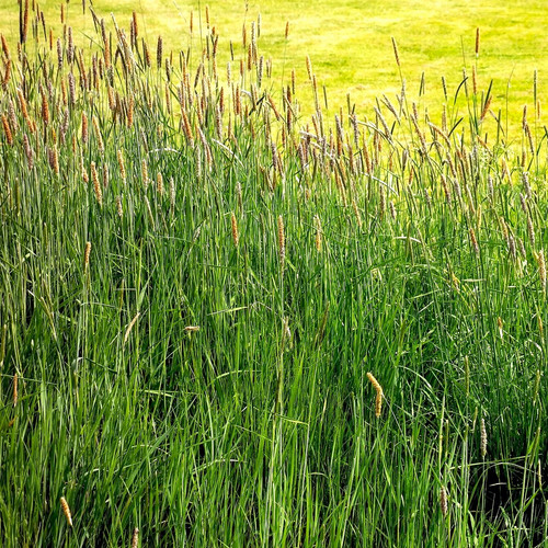 Climax timothy grass seeds - climax,
