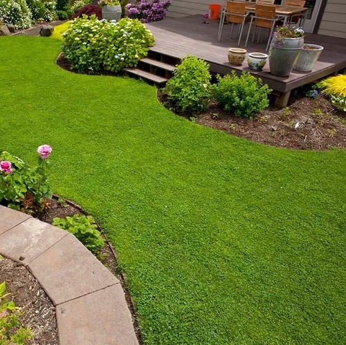 Micro clover seeds 5000-8000