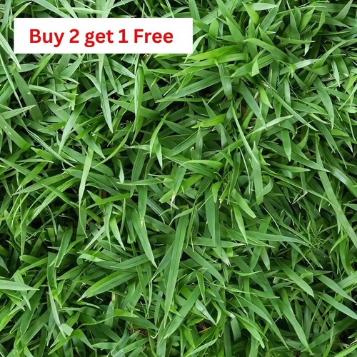 Zenith zoysia grass - zoysia,