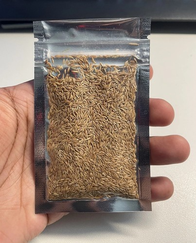 Zenith zoysia grass - pack),